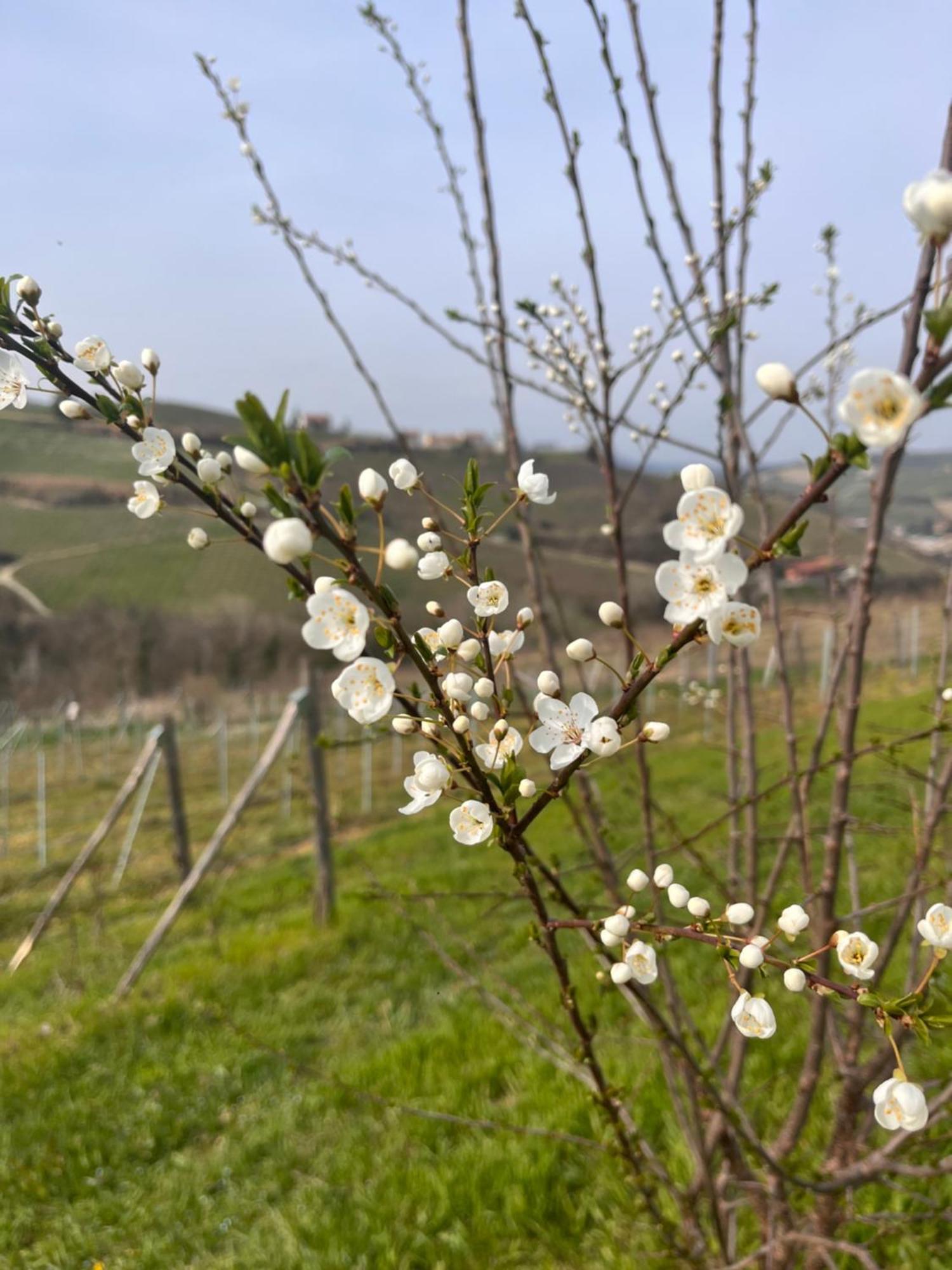 Le Cornici - Cascina Di Charme Ξενοδοχείο Diano dʼAlba Εξωτερικό φωτογραφία